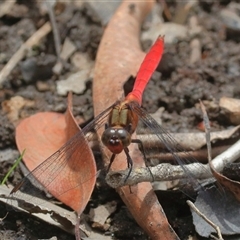 Orthetrum villosovittatum (Fiery Skimmer) at Gibberagee, NSW - 4 Nov 2018 by Bungybird