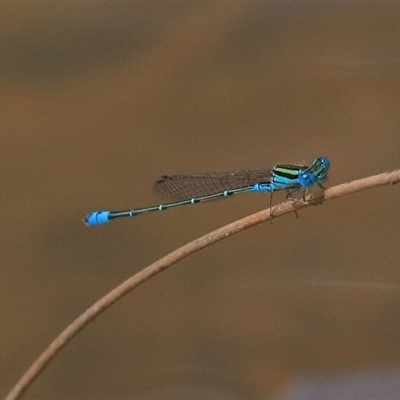 Austroagrion watsoni (Eastern Billabongfly) at Gibberagee, NSW - 4 Nov 2018 by Bungybird