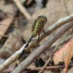 Orthetrum sabina (Slender Skimmer) at Gibberagee, NSW - 4 Nov 2018 by Bungybird