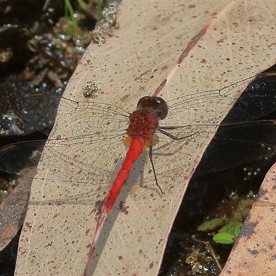 Nannodiplax rubra at Gibberagee, NSW - 4 Nov 2018 by AaronClausen