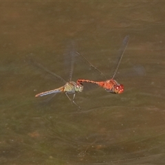 Diplacodes bipunctata at Gibberagee, NSW - 5 Nov 2018 by AaronClausen