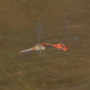 Diplacodes bipunctata at Gibberagee, NSW - 6 Nov 2018 02:34 AM