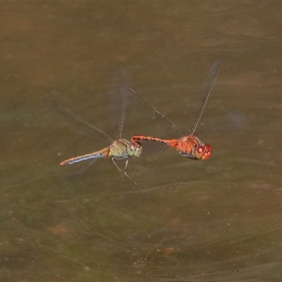 Diplacodes bipunctata at Gibberagee, NSW - 5 Nov 2018 by AaronClausen