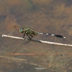 Orthetrum sabina (Slender Skimmer) at Gibberagee, NSW - 5 Nov 2018 by Bungybird