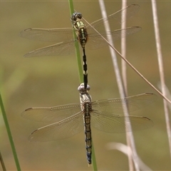 Orthetrum sabina at Gibberagee, NSW - 5 Nov 2018 by AaronClausen