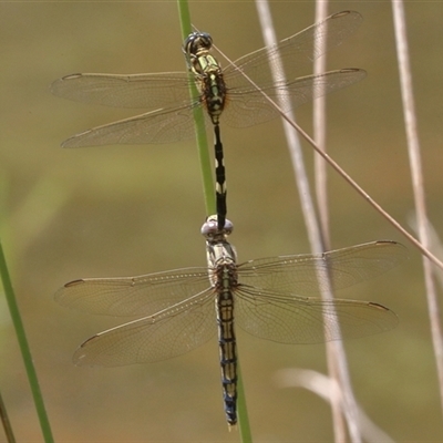 Orthetrum sabina at Gibberagee, NSW - 5 Nov 2018 by AaronClausen