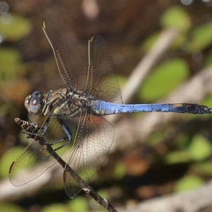 Orthetrum caledonicum at Gibberagee, NSW - 6 Nov 2018