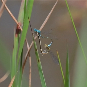 Austroagrion watsoni at Gibberagee, NSW - 5 Nov 2018 11:20 PM