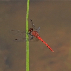 Nannodiplax rubra at Gibberagee, NSW - 5 Nov 2018 by AaronClausen