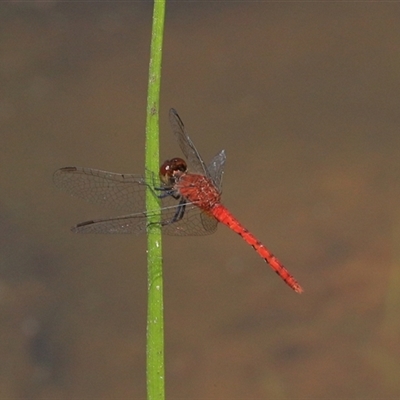 Nannodiplax rubra at Gibberagee, NSW - 5 Nov 2018 by AaronClausen