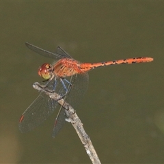 Diplacodes bipunctata (Wandering Percher) at Gibberagee, NSW - 6 Nov 2018 by Bungybird