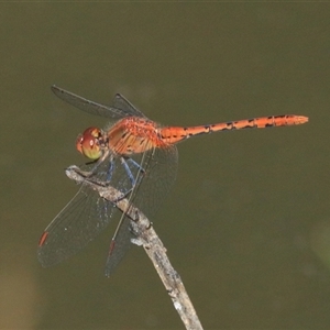 Diplacodes bipunctata at Gibberagee, NSW - 6 Nov 2018