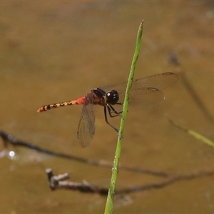 Diplacodes melanopsis at Gibberagee, NSW - 5 Nov 2018