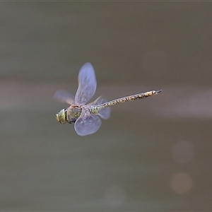 Anax papuensis at Gibberagee, NSW - 18 Dec 2016