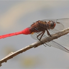 Orthetrum villosovittatum (Fiery Skimmer) at Gibberagee, NSW - 18 Dec 2016 by Bungybird