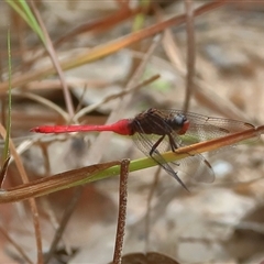 Orthetrum villosovittatum (Fiery Skimmer) at Gibberagee, NSW - 18 Dec 2016 by Bungybird