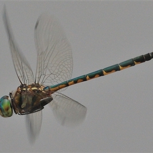 Hemicordulia australiae at Gibberagee, NSW - 18 Dec 2016