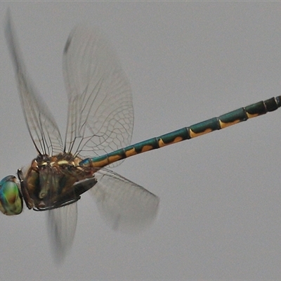 Hemicordulia australiae (Australian Emerald) at Gibberagee, NSW - 18 Dec 2016 by Bungybird