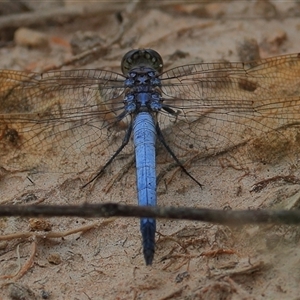 Orthetrum caledonicum at Gibberagee, NSW - 18 Dec 2016