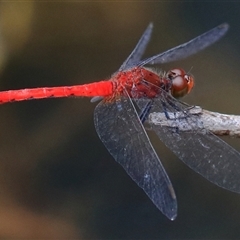 Nannodiplax rubra at Gibberagee, NSW - 18 Dec 2016 by AaronClausen