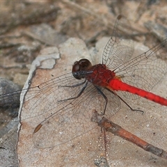 Nannodiplax rubra (Pygmy Percher) at Gibberagee, NSW - 18 Dec 2016 by Bungybird