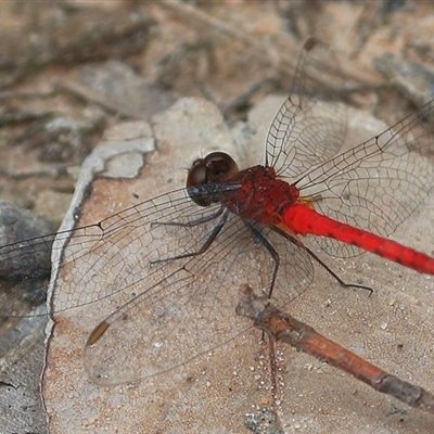 Nannodiplax rubra at Gibberagee, NSW - 18 Dec 2016 by AaronClausen