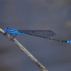 Pseudagrion microcephalum (Blue Riverdamsel) at Gibberagee, NSW - 18 Dec 2016 by Bungybird