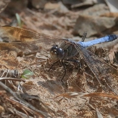 Orthetrum caledonicum at Gibberagee, NSW - 20 Dec 2016 by AaronClausen