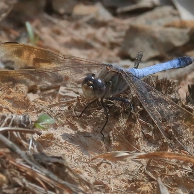 Orthetrum caledonicum (Blue Skimmer) at Gibberagee, NSW - 20 Dec 2016 by Bungybird