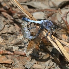 Orthetrum caledonicum at Gibberagee, NSW - 20 Dec 2016 by AaronClausen