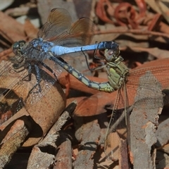 Orthetrum caledonicum (Blue Skimmer) at Gibberagee, NSW - 21 Dec 2016 by Bungybird