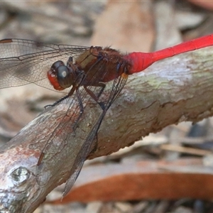 Orthetrum villosovittatum at Gibberagee, NSW - 20 Dec 2016 08:45 PM