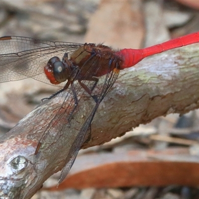 Orthetrum villosovittatum (Fiery Skimmer) at Gibberagee, NSW - 20 Dec 2016 by Bungybird