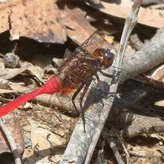 Orthetrum villosovittatum (Fiery Skimmer) at Gibberagee, NSW - 21 Dec 2016 by Bungybird