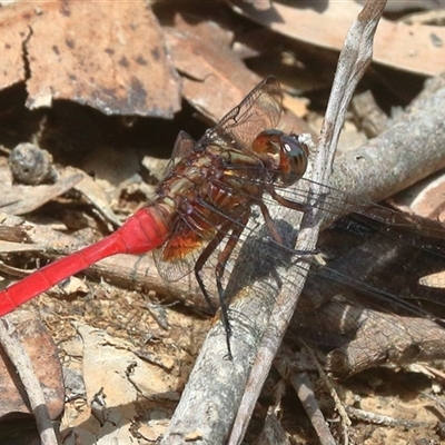 Orthetrum villosovittatum at Gibberagee, NSW - 20 Dec 2016 by AaronClausen