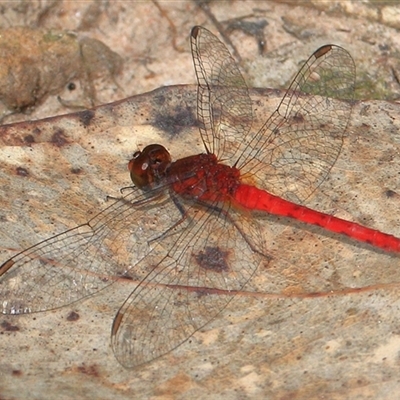 Nannodiplax rubra (Pygmy Percher) at Gibberagee, NSW - 20 Dec 2016 by Bungybird