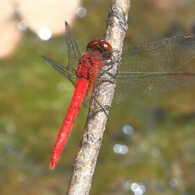 Nannodiplax rubra at Gibberagee, NSW - 20 Dec 2016 by AaronClausen