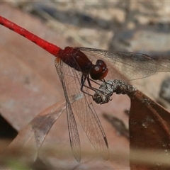 Nannodiplax rubra at Gibberagee, NSW - 20 Dec 2016 by AaronClausen