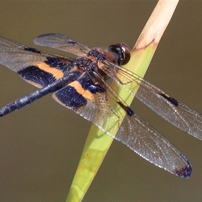 Rhyothemis phyllis (Yellow-striped Flutterer) at Gibberagee, NSW - 21 Dec 2016 by Bungybird