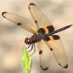 Rhyothemis phyllis (Yellow-striped Flutterer) at Gibberagee, NSW - 20 Dec 2016 by Bungybird