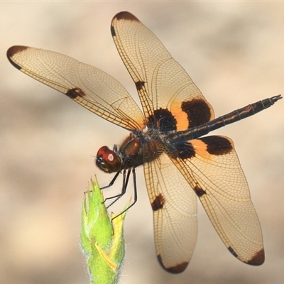 Rhyothemis phyllis at Gibberagee, NSW - 20 Dec 2016 by AaronClausen