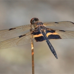 Rhyothemis phyllis at Gibberagee, NSW - 20 Dec 2016 by AaronClausen