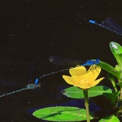 Pseudagrion microcephalum at Gibberagee, NSW - 20 Dec 2016 by AaronClausen