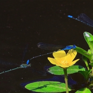 Pseudagrion microcephalum at Gibberagee, NSW - 20 Dec 2016