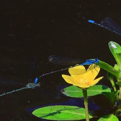 Pseudagrion microcephalum at Gibberagee, NSW - 20 Dec 2016 by AaronClausen