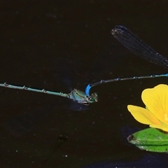 Pseudagrion microcephalum at Gibberagee, NSW - 20 Dec 2016 by AaronClausen