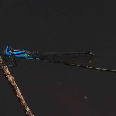 Pseudagrion microcephalum (Blue Riverdamsel) at Gibberagee, NSW - 21 Dec 2016 by Bungybird