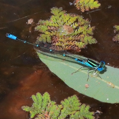 Austroagrion watsoni (Eastern Billabongfly) at Gibberagee, NSW - 21 Dec 2016 by Bungybird