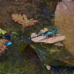 Austroagrion watsoni at Gibberagee, NSW - 20 Dec 2016 by AaronClausen