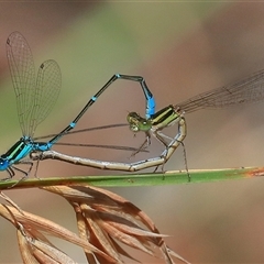 Austroagrion watsoni (Eastern Billabongfly) at Gibberagee, NSW - 21 Dec 2016 by Bungybird